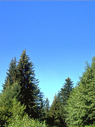 Forêt Scierie Chaumontet